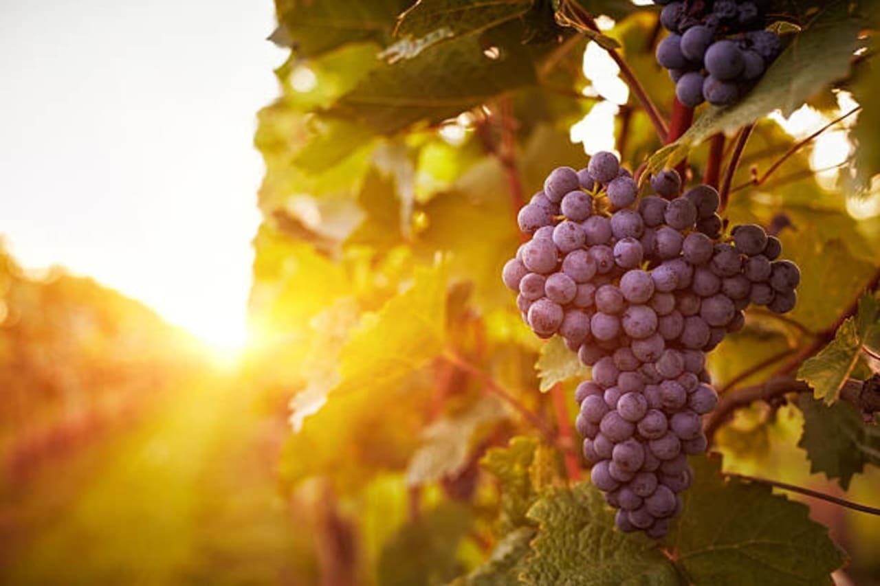 Escapade dans les vignobles de l'Hérault, à deux
